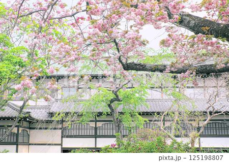 遊行寺信徒会館前の八重桜 遊行寺信徒会館前の八重桜 125198807