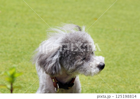 芝生の上のトイプードルの顔の表情　風になびく毛　顔のアップ 125198814