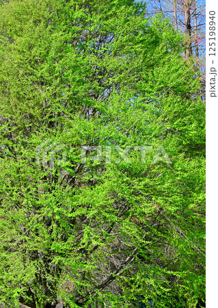 新緑の季節　城山公園　桶川市 125198940