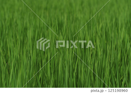田んぼ 125198960