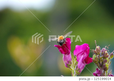 花の蜜を集めるハチ 花の蜜を集めるハチ 125199014