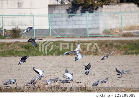 田んぼで餌を食べに集まる鳩 125199089