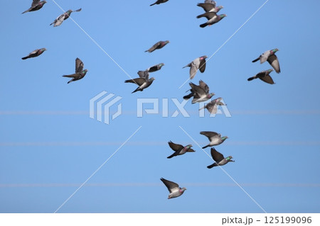空を飛んでいる鳩 空を飛んでいる鳩 125199096
