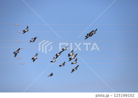 空を飛んでいる鳩 空を飛んでいる鳩 125199102