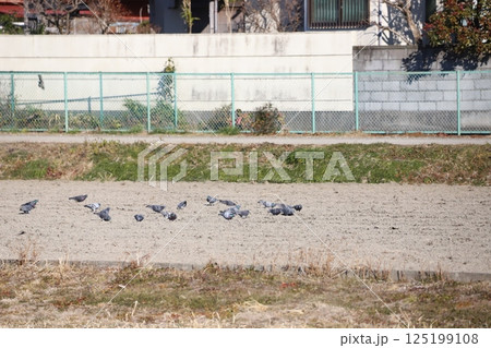 田んぼで餌を食べている鳩 田んぼで餌を食べている鳩 125199108