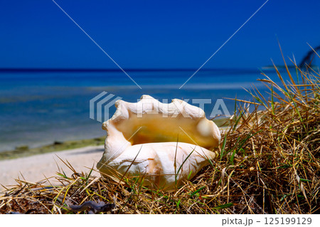 オセアニア・ポリネシアの島国ツバル 首都のフナフティ環礁フォンガファレ島のビーチの大きな巻貝の貝殻 オセアニア・ポリネシアの島国ツバル 首都のフナフティ環礁フォンガファレ島のビーチの大きな巻貝の貝殻 125199129