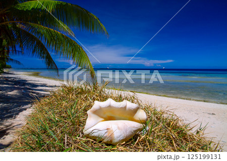 オセアニア・ポリネシアの島国ツバル　首都のフナフティ環礁フォンガファレ島のビーチの大きな巻貝の貝殻 125199131