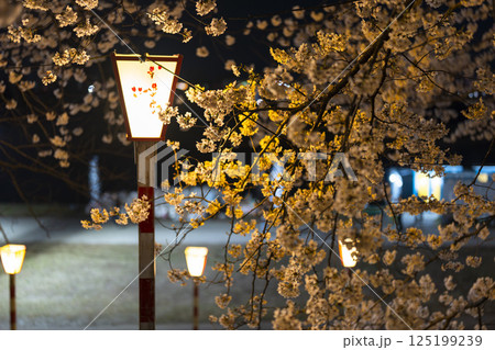 ライトアップされた白石川堤一目千本桜 宮城県大河原町 ライトアップされた白石川堤一目千本桜 宮城県大河原町 125199239