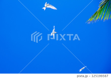 オセアニア・ポリネシアの島国ツバル 首都のフナフティ環礁フォンガファレ島のシロアジサシ(白鯵刺) オセアニア・ポリネシアの島国ツバル 首都のフナフティ環礁フォンガファレ島のシロアジサシ(白鯵刺) 125199387