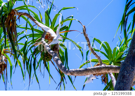 オセアニア・ポリネシアの島国ツバル 首都のフナフティ環礁フォンガファレ島のシロアジサシ(白鯵刺) オセアニア・ポリネシアの島国ツバル 首都のフナフティ環礁フォンガファレ島のシロアジサシ(白鯵刺) 125199388
