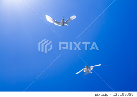 オセアニア・ポリネシアの島国ツバル 首都のフナフティ環礁フォンガファレ島のシロアジサシ(白鯵刺) オセアニア・ポリネシアの島国ツバル 首都のフナフティ環礁フォンガファレ島のシロアジサシ(白鯵刺) 125199389