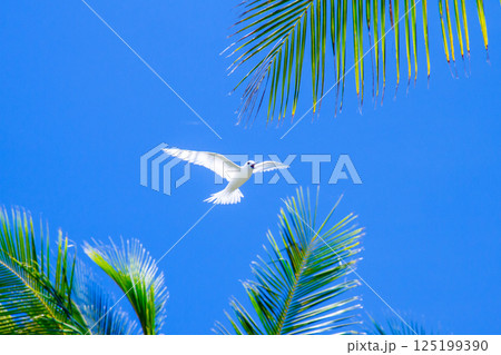 オセアニア・ポリネシアの島国ツバル 首都のフナフティ環礁フォンガファレ島のシロアジサシ(白鯵刺) オセアニア・ポリネシアの島国ツバル 首都のフナフティ環礁フォンガファレ島のシロアジサシ(白鯵刺) 125199390