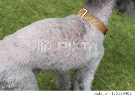 犬 トイプードルの背中 上からみた姿 老犬でシミがある 芝生の上 犬 トイプードルの背中 上からみた姿 老犬でシミがある 芝生の上 125199408