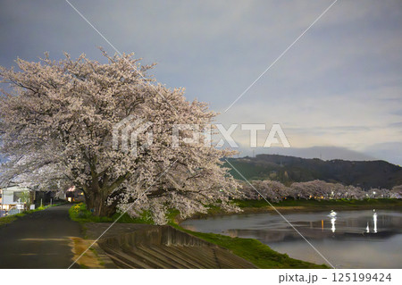 夜の白石川堤一目千本桜　宮城県大河原町 125199424