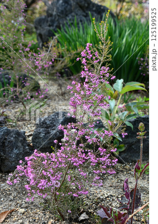 ジャノメエリカ 125199525