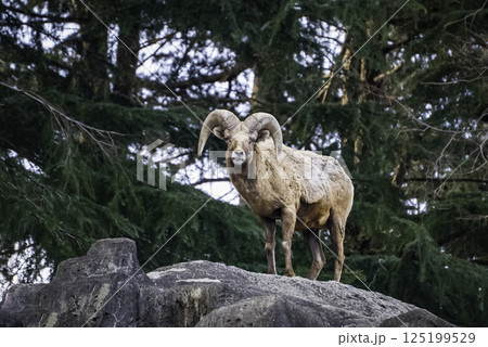 森の中のムフロン 125199529