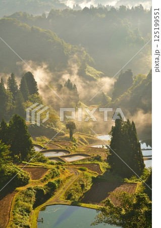 朝の山古志一本杉の棚田棚池（新潟県） 125199551