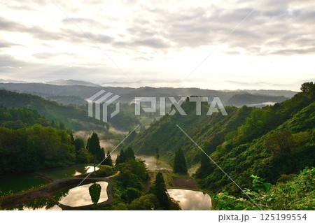 朝の山古志一本杉の棚田棚池（新潟県） 125199554