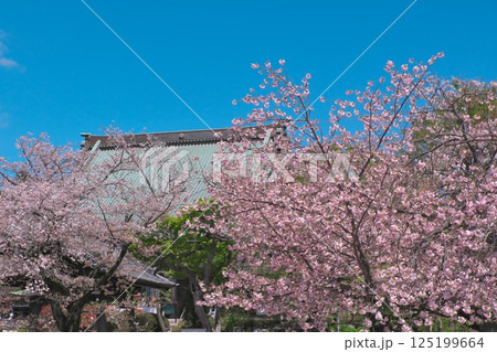 遊行寺本堂の瓦屋根と桜 遊行寺本堂の瓦屋根と桜 125199664