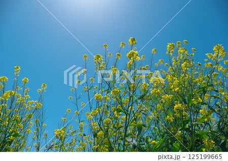 春の青空に向かって背を伸ばす菜の花 春の青空に向かって背を伸ばす菜の花 125199665