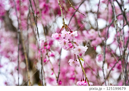 西尾市歴史公園内に咲く枝垂れ桜 西尾市歴史公園内に咲く枝垂れ桜 125199679