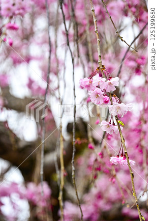 西尾市歴史公園内に咲く枝垂れ桜 西尾市歴史公園内に咲く枝垂れ桜 125199680