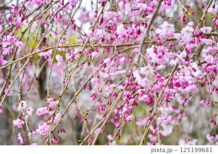 西尾市歴史公園内に咲く枝垂れ桜 西尾市歴史公園内に咲く枝垂れ桜 125199681
