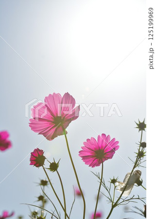 上堰潟公園のコスモス(新潟県) 上堰潟公園のコスモス(新潟県) 125199969