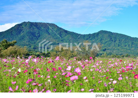 上堰潟公園のコスモス（新潟県） 125199971