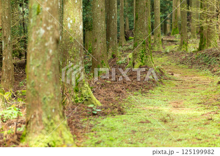 山奥の原生林の遊歩道 山奥の原生林の遊歩道 125199982