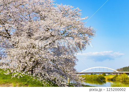 宮城県 大河原町 一目千本桜 宮城県 大河原町 一目千本桜 125200002