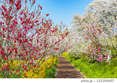宮城県 大河原町 一目千本桜 宮城県 大河原町 一目千本桜 125200007