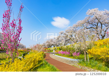 宮城県　大河原町　一目千本桜 125200010