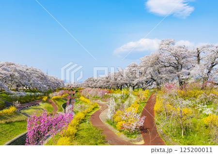 宮城県　大河原町　一目千本桜 125200011