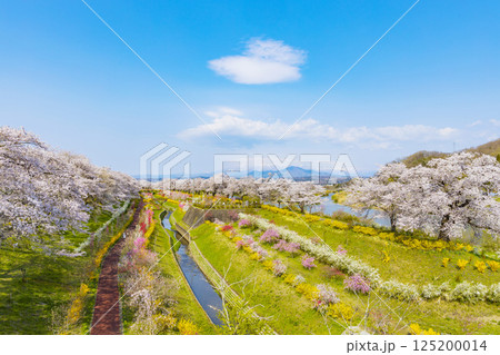 宮城県　大河原町　一目千本桜 125200014