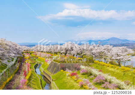 宮城県　大河原町　一目千本桜 125200016
