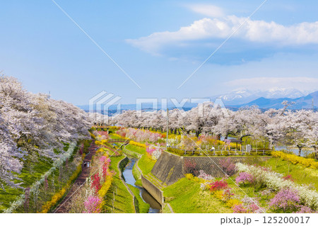 宮城県　大河原町　一目千本桜 125200017