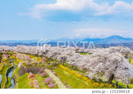 宮城県　大河原町　一目千本桜 125200018