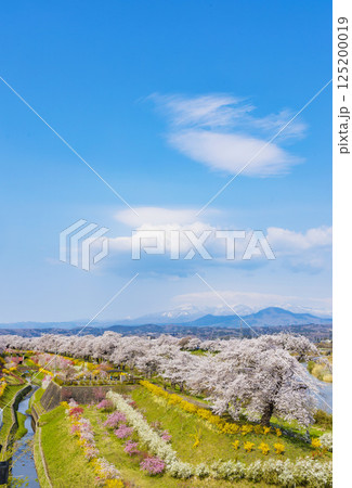 宮城県　大河原町　一目千本桜 125200019