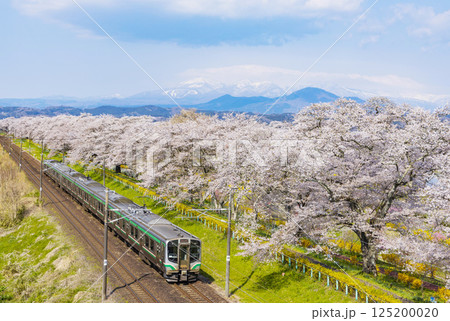 宮城県　大河原町　一目千本桜 125200020