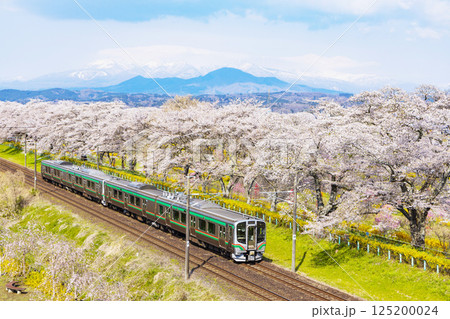 宮城県　大河原町　一目千本桜 125200024