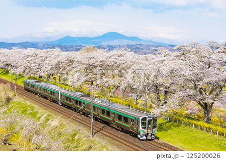 宮城県　大河原町　一目千本桜 125200026
