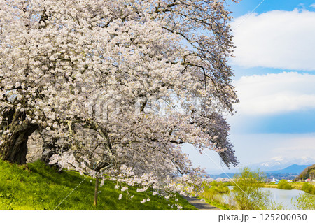 宮城県　大河原町　一目千本桜 125200030