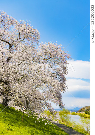 宮城県 大河原町 一目千本桜 宮城県 大河原町 一目千本桜 125200032