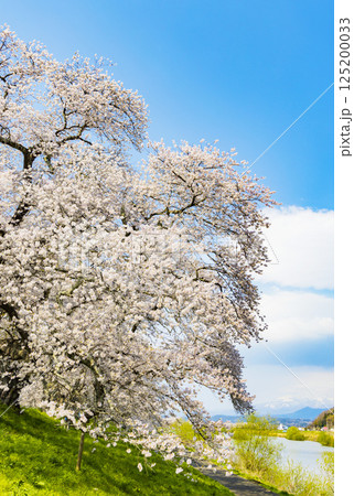 宮城県　大河原町　一目千本桜 125200033