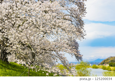 宮城県　大河原町　一目千本桜 125200034