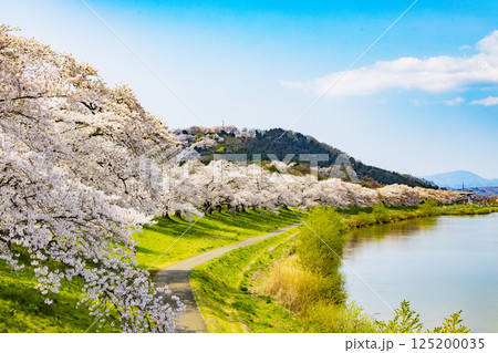 宮城県 大河原町 一目千本桜 宮城県 大河原町 一目千本桜 125200035