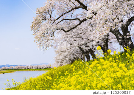 宮城県 大河原町 一目千本桜 宮城県 大河原町 一目千本桜 125200037