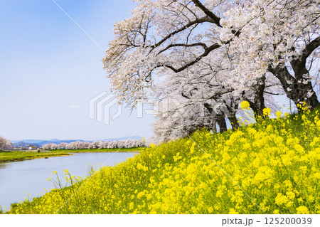 宮城県　大河原町　一目千本桜 125200039