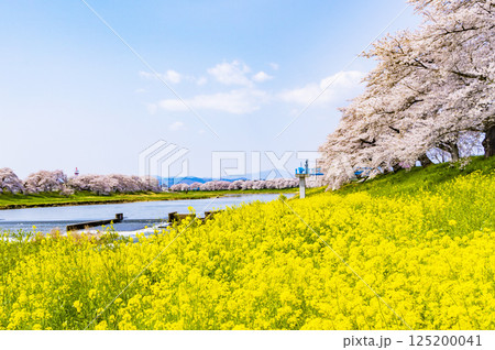 宮城県　大河原町　一目千本桜 125200041